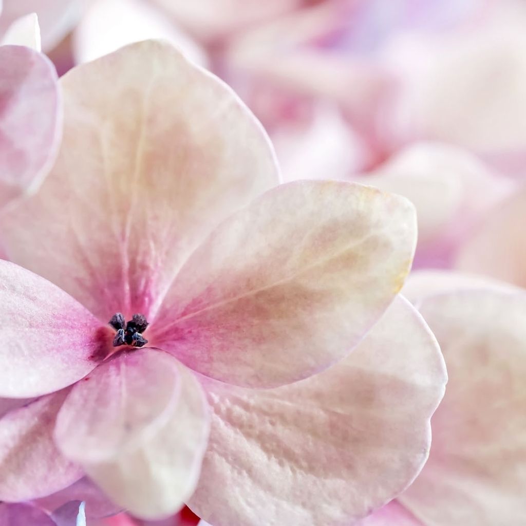 Fototapete 363326 Tapete Blumen Floral 371 x 265 cm Rasch Magic Walls Lila