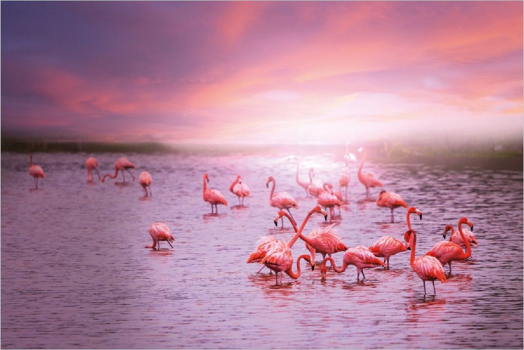 Wallario selbstklebendes Poster - Rosa Flamingos bei Sonnenuntergang, Größe: 100 x 150 cm