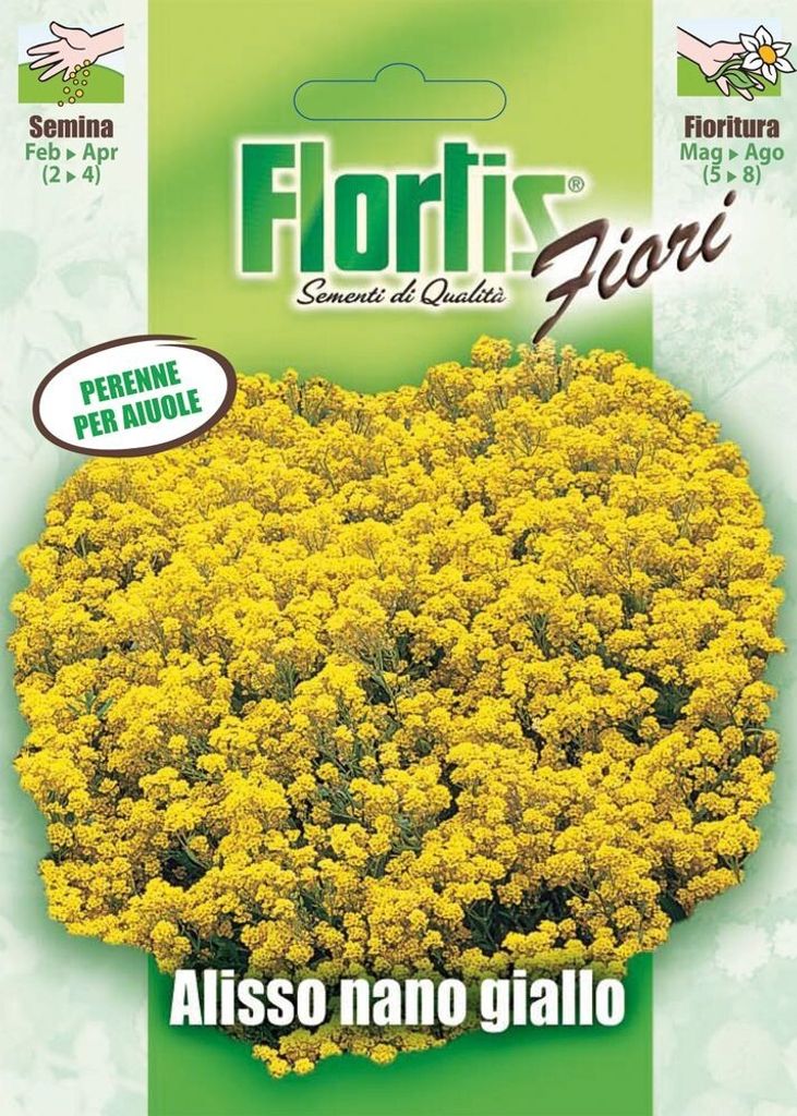 Strand-Silberkraut gelb | Silberkrautsamen von Flortis