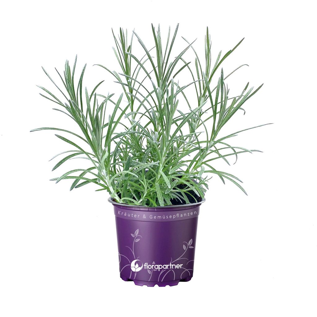 Curry-Kraut        Helichrysum augustifolia Produktbild 