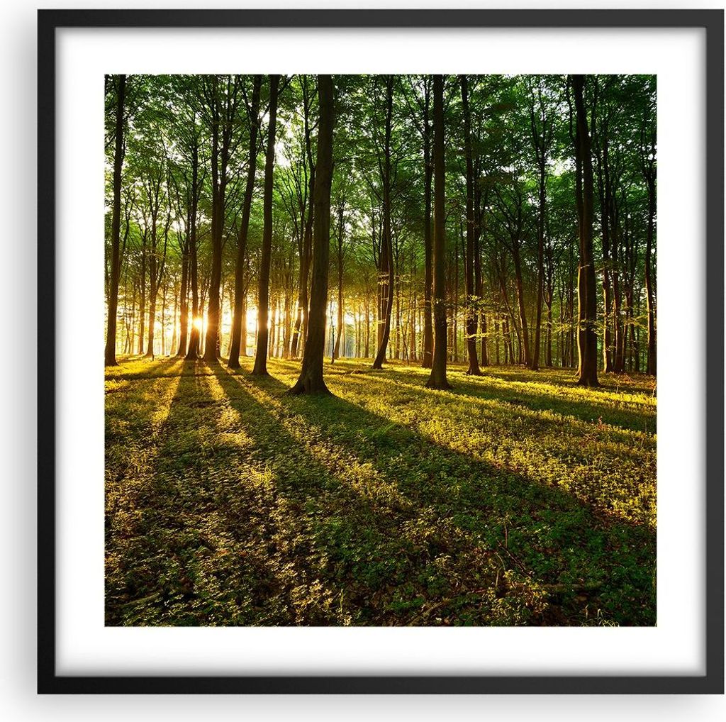 Gerahmtes Poster - Schwarzer Rahmen - Wald grün Sonnenstrahlen Natur - 50x50 cm - Wand Bild - Wanddeko - Wandbilder - Wandposter - Bilderrahmen - ...