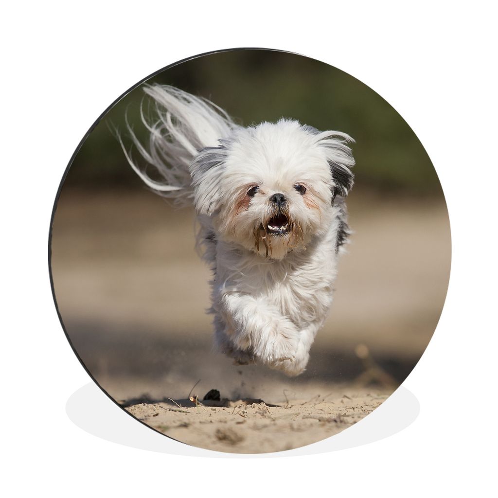 MuchoWow Aluminium Wandkreis Ein Shih Tzu Hund schwebt mit seinen Beinen über dem Boden Ø 90 cm Wanddeko Modern Wohnzimmer - Mauerkreis - Wandb...