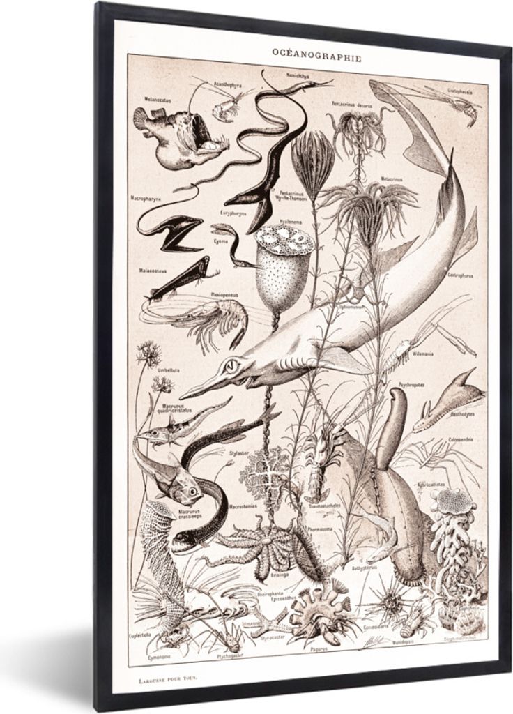MuchoWow Gerahmtes Poster Tiere - Meerestiere - Schwarz - Weiß 60x90 cm - Poster mit Schwarzem Bilderrahmen Wandposter Rahmen Foto Bilder - Kunst