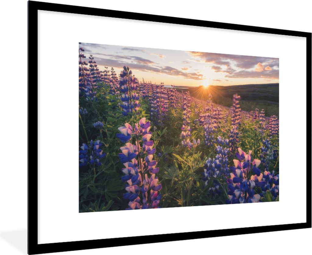 MuchoWow MuchoWow Gerahmtes Poster Lupine - Sonne - Lila 90x60 cm - Poster mit zchwarzem Bilderrahmen - Wanddekoration - Fotos