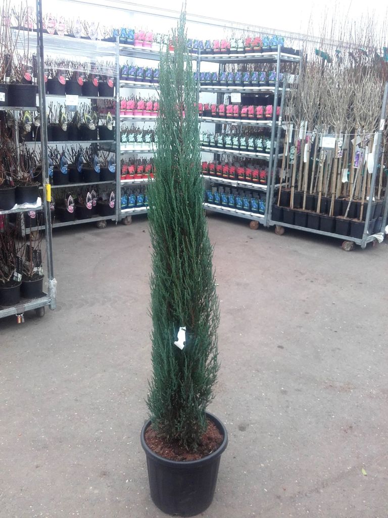 Blauer Raketenwacholder (Höhe: 160-170 cm), Juniperus scopulorum Blue Arrow