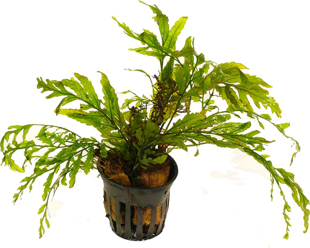 1 Topf Kongofarn (Bolbitis heudelotii)