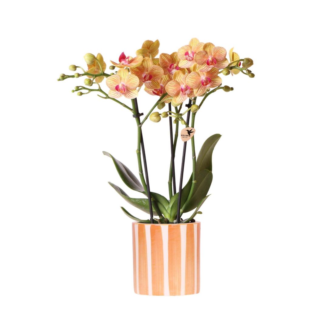 Kolibri Orchids – oranžová orchidej Phalaenopsis – Bolzano Obrázek produktu 