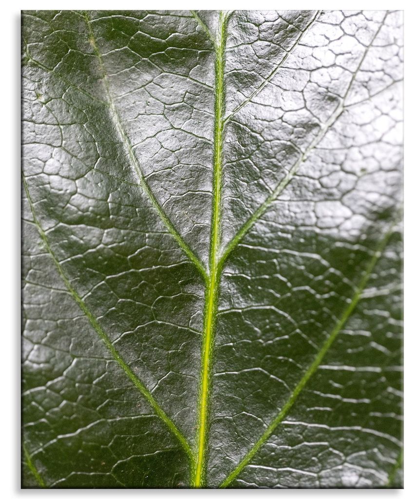 Leinwanddruck „Botanik Farnblatt“ 80x100 cm