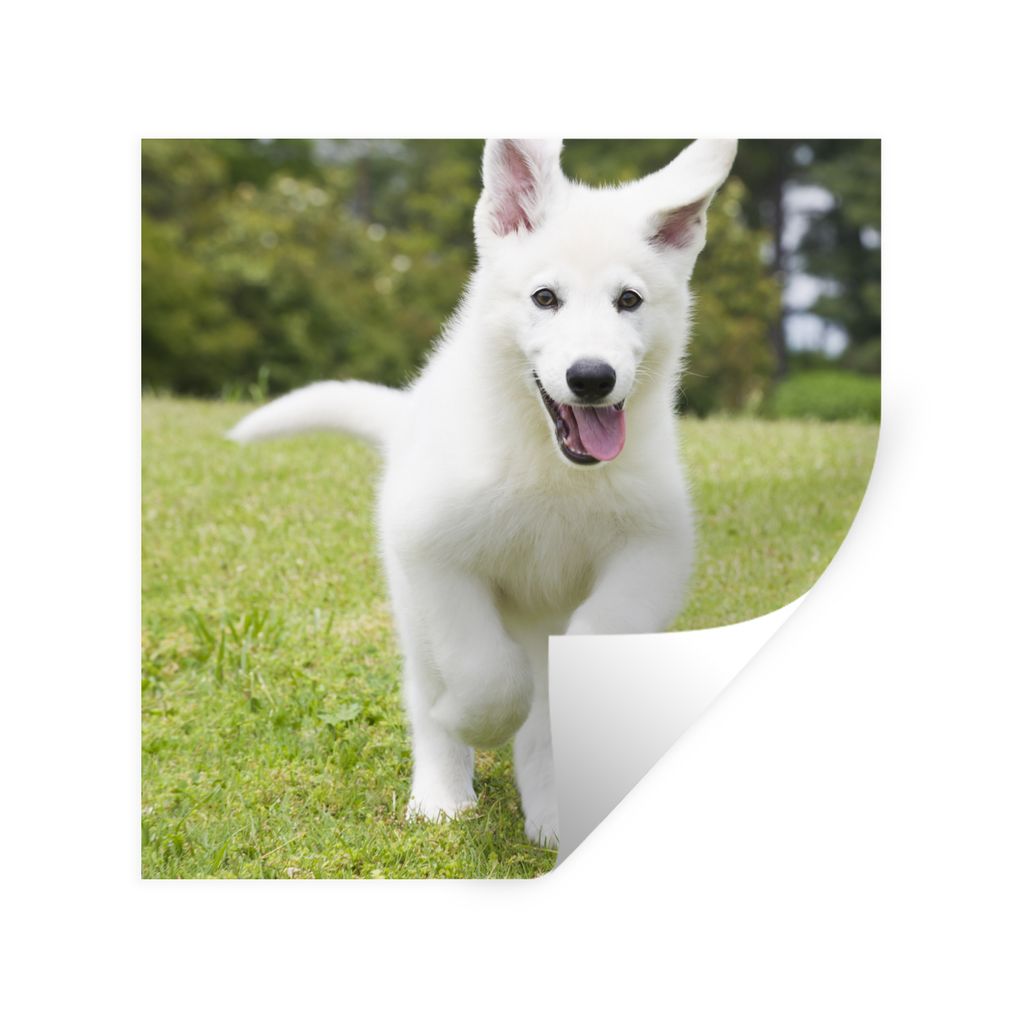 MuchoWow Wandtattoo Wandsticker Wandaufkleber Ein weißer Deutscher Schäferhund Welpe 100x100 cm Selbstklebend und Repositionierbar - Wierderver...