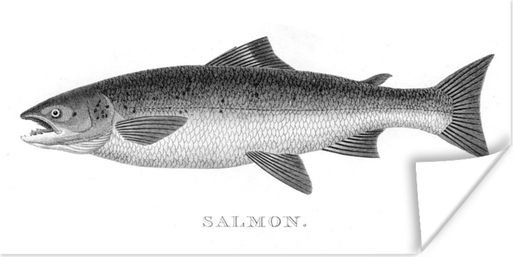 MuchoWow Poster Eine gezeichnete Illustration eines Fisches 150x75 cm - ohne Rahmen
