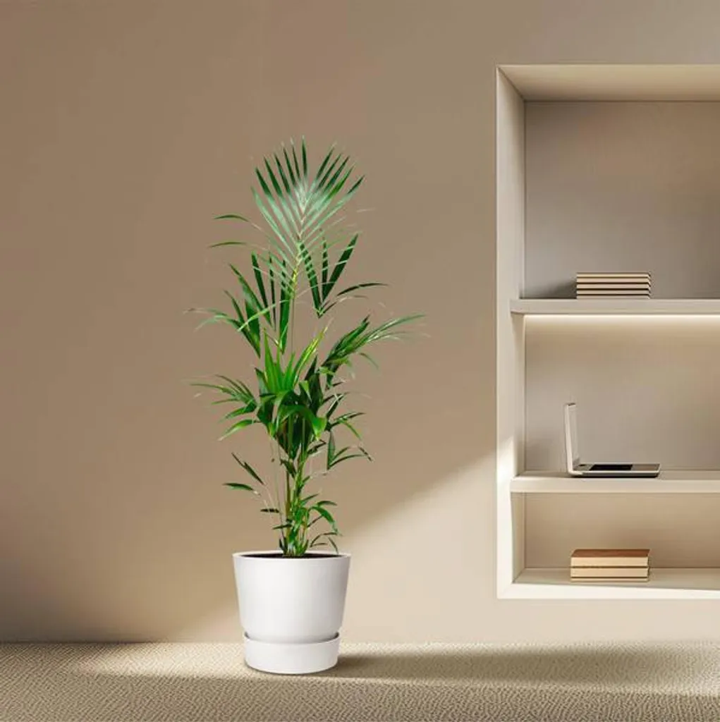 Palmier Kentia Purificateur d'air 180 cm - Plante résistante et robuste