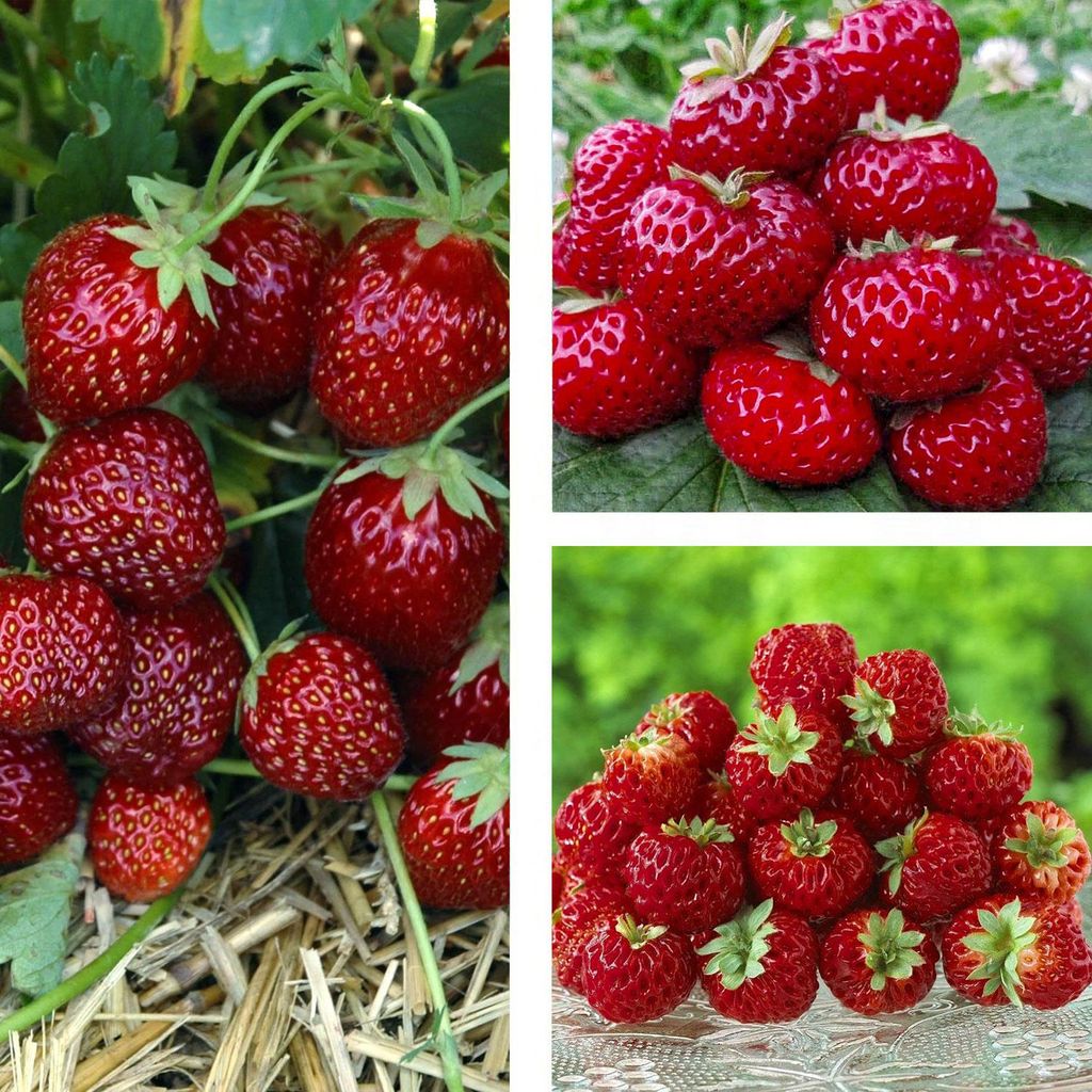 10 Stk. Erdbeerpflanze 'Himbeere Erdbeere' sehr wohlschmeckend