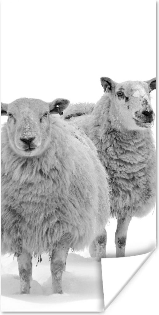 MuchoWow Poster Schafe - Schnee - Weiß 40x80 cm - Dekoration