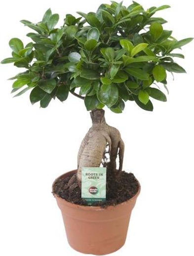 Chinesische Feige Ficus Ginseng Zimmerpflanze Ø17cm Höhe 40cm pflegeleicht Deko