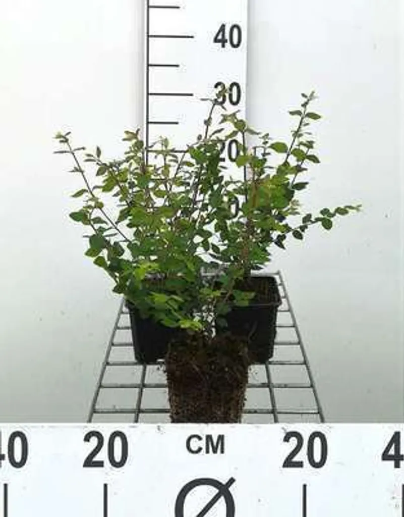 Symphoricarpos Hancock - 12 Plants pour Haie Basse et Couvre-sol Talus
