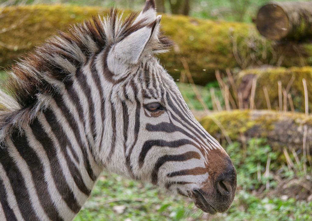 hansepuzzle 81315 - Zebra Puzzle, 260 Teile, Natur, 41,0 x 28,0cm mit hochwertiger Aufbewahrung, Kartonbox und wiederverschließbarem Beutel