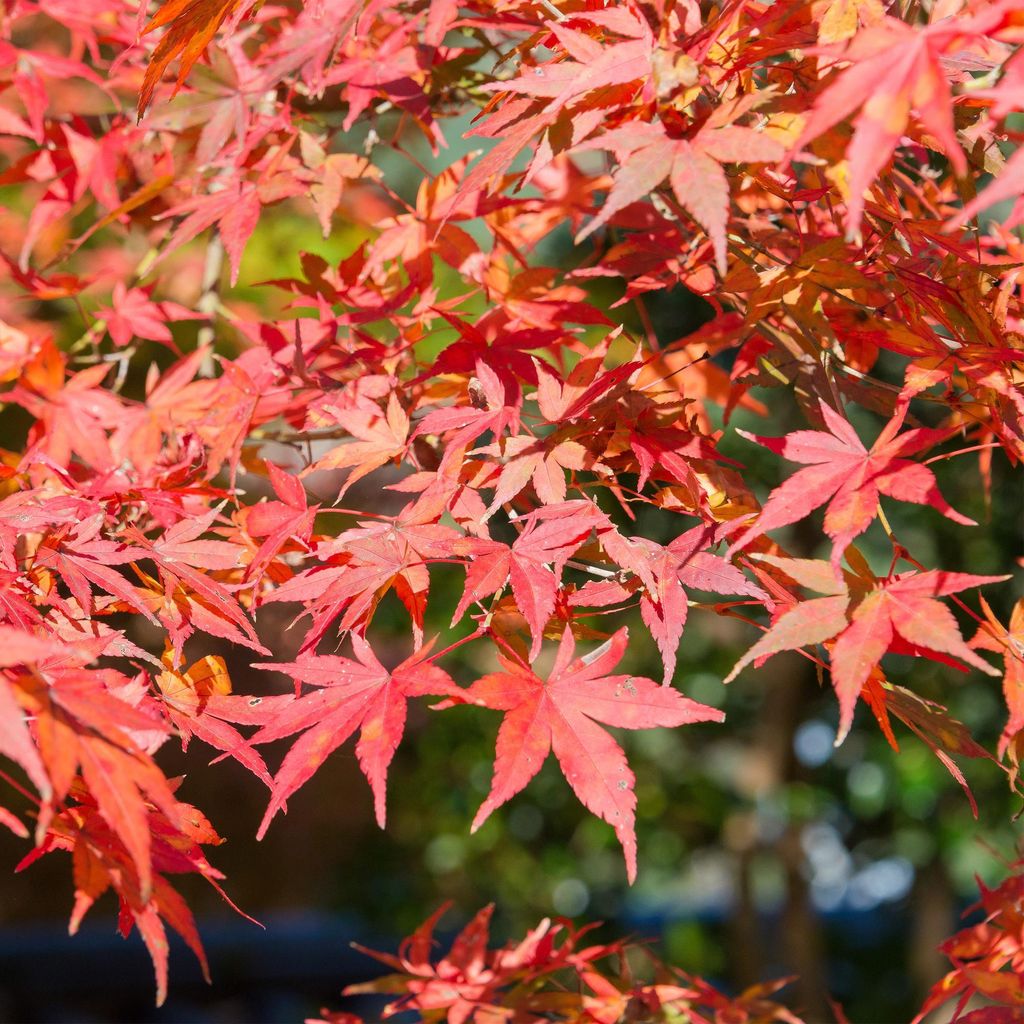 Érable japonais - Acer palmatum « Shaina » - env. 70cm de Image du produit 