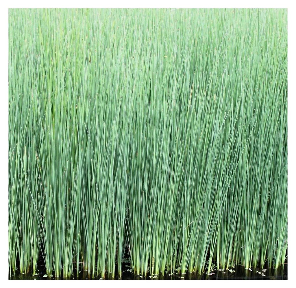 2er-Set - Juncus inflexus - winterhart - Blaubinse - blaugrüne Binse