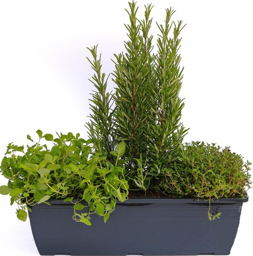 Enseleits Kräuterkasten für 'Pizza & Grill' 40cm Anthrazitkasten mit je 1er Kräuter Pflanze: Oregano & Thymian & Rosmarin