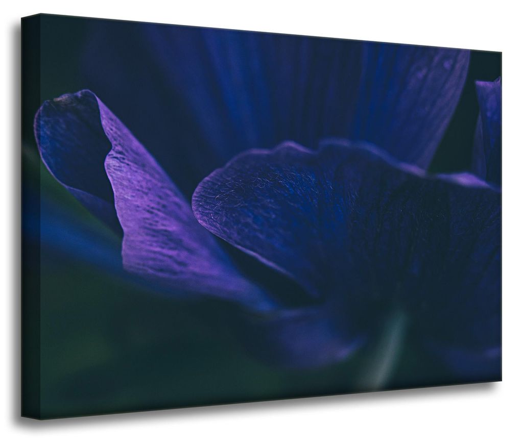 Leinwanddruck Botanik Lila Blütenblätter 70x50