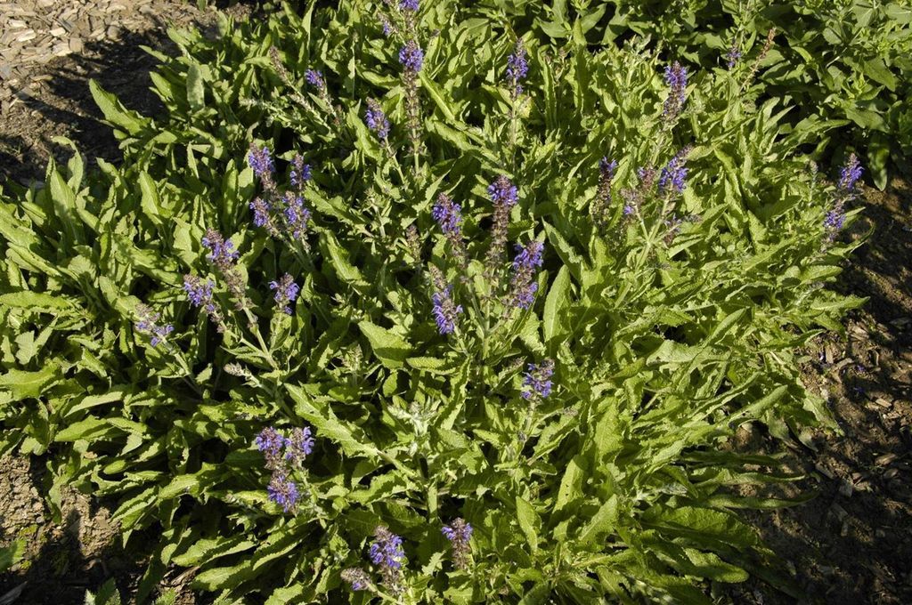 Salvia nemorosa 'Rügen', Steppensalbei, violett, ca. 9x9 cm Topf