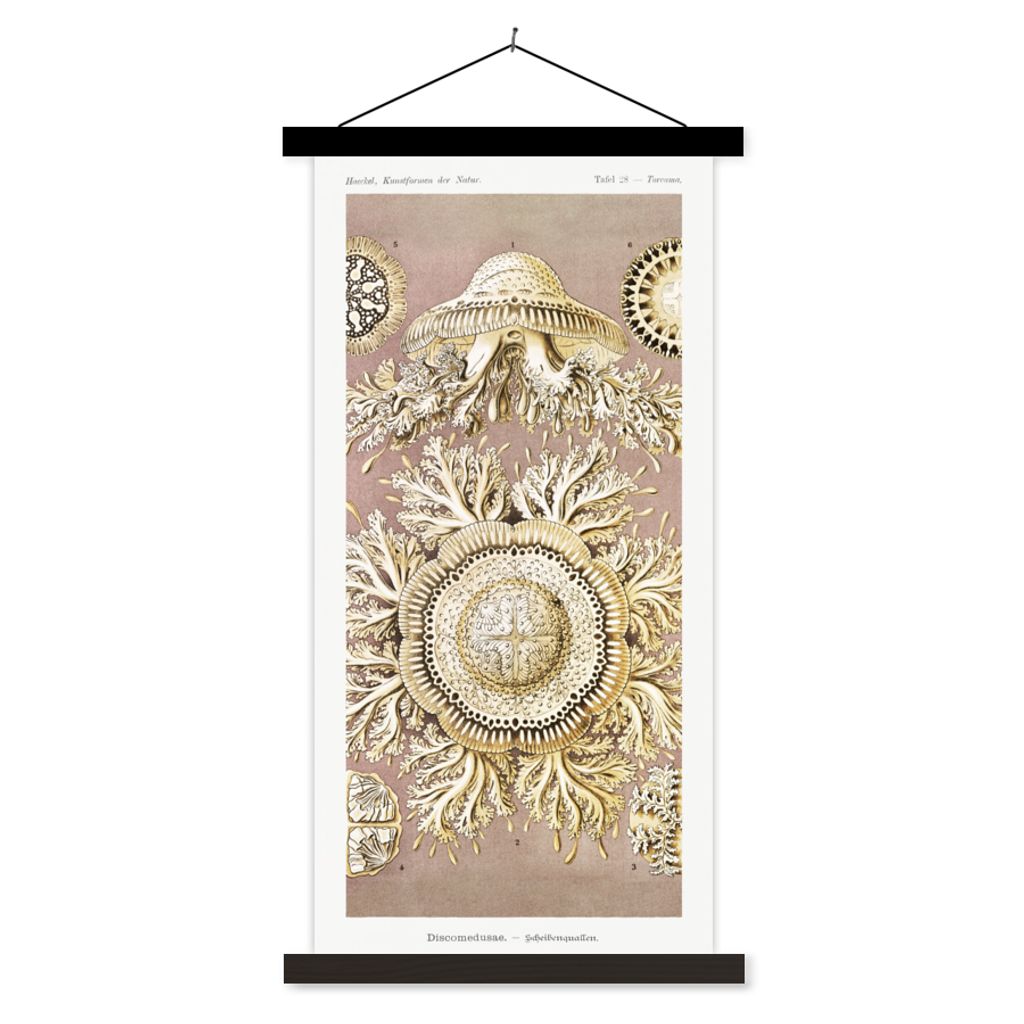 MuchoWow Textilposter Jahrgang - Ernst Haeckel - Qualle - Kunst 40x80 cm mit schwarzem Rahmen - Wandemalerei