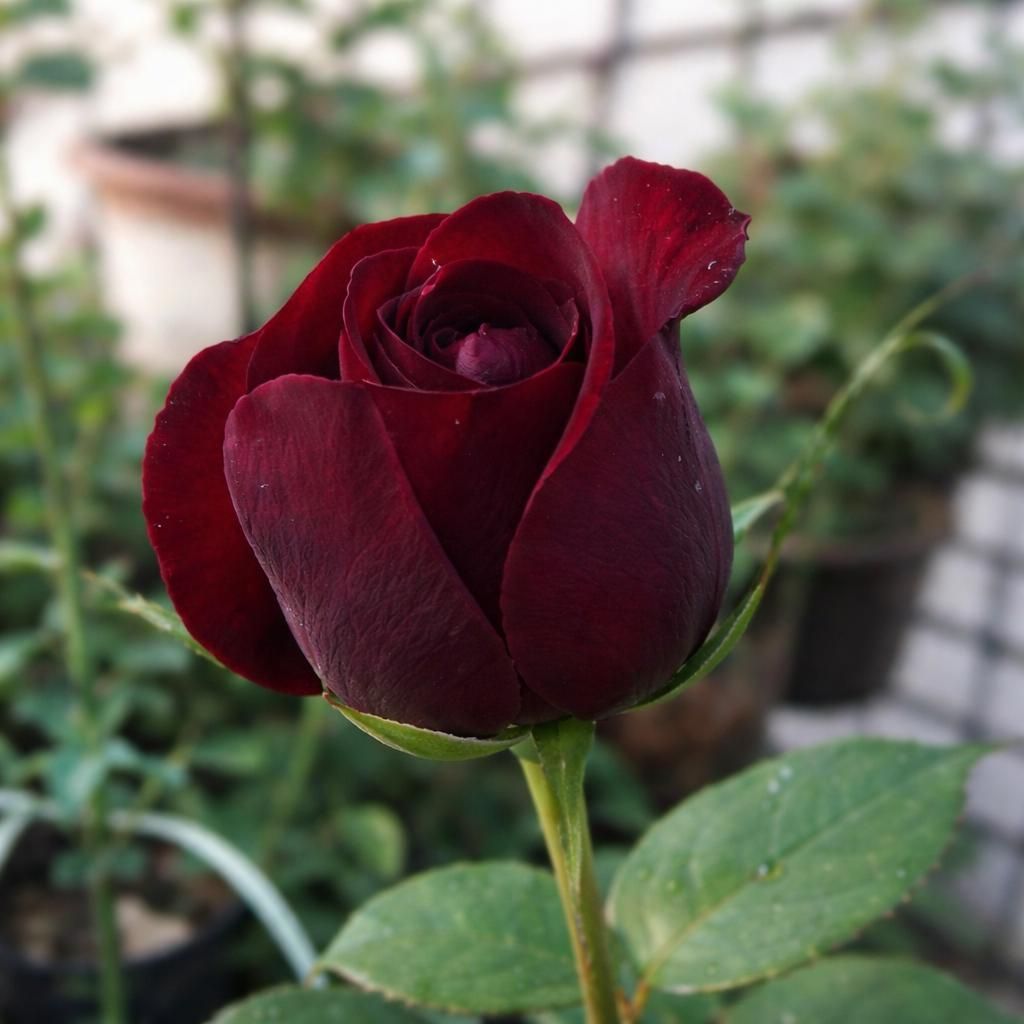 50 pezzi di semi di fiori di rosa rari - pianta ornamentale Immagine del prodotto 