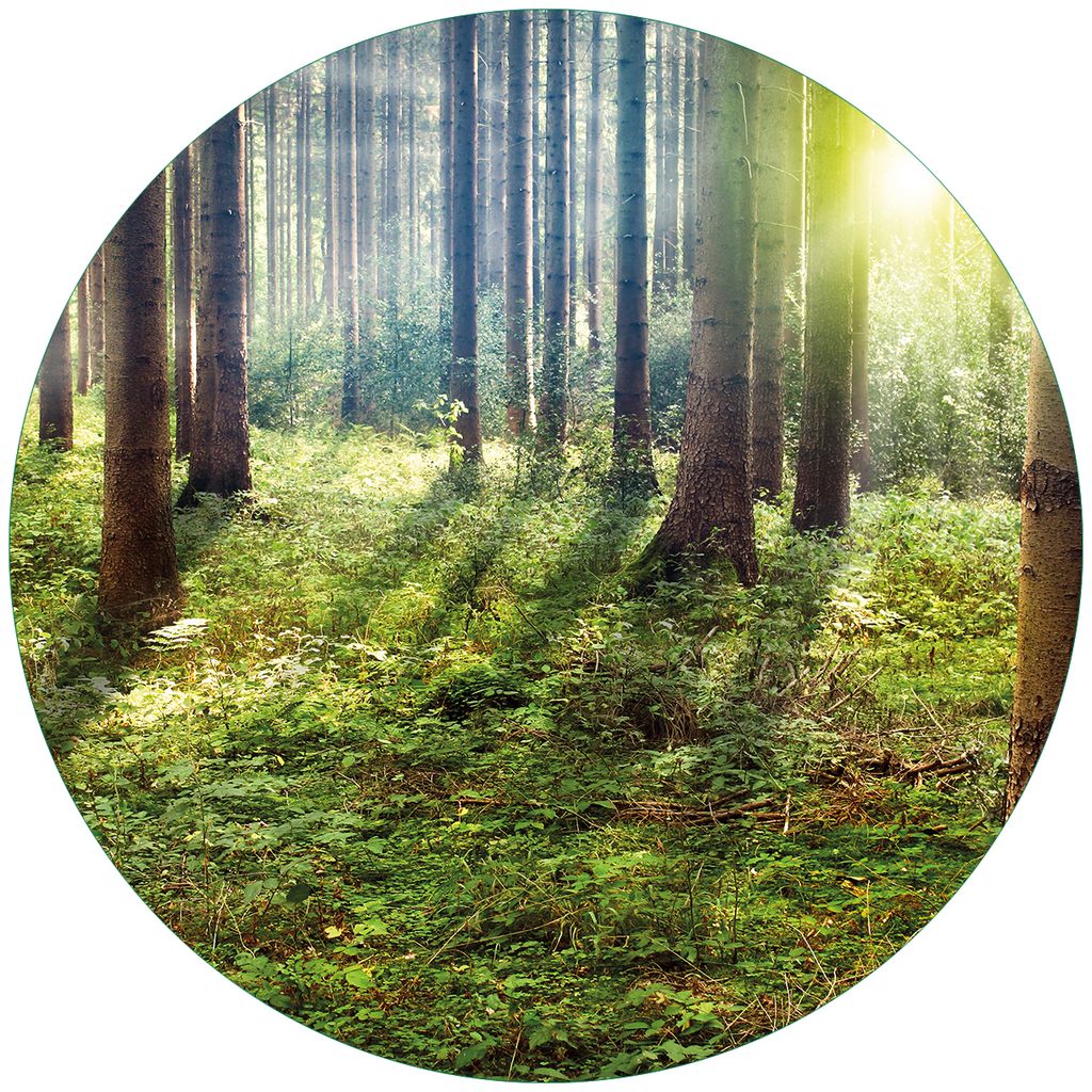 Wallario Premium Glasbild, freischwebende Optik, kräftige Farben, rund 50cm Durchmesser, Motiv Sonnenuntergang im Wald zwischen den Bäumen