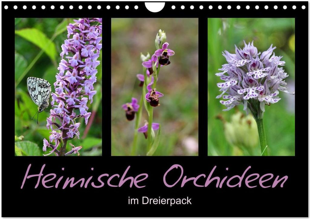 Heimische Orchideen im Dreierpack (Wandkalender 2026 DIN A4 quer), CALVENDO Monatskalender