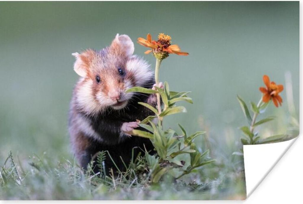 MuchoWow Poster Hamster versteckt sich hinter einer Blume 120x80 cm - Bilder