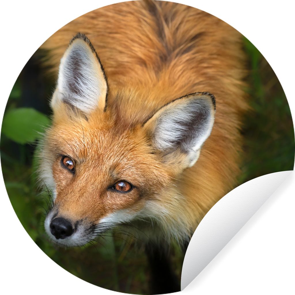 MuchoWow Runde Wandtattoo - Wandsticker Tapete Aufkleber Fuchs - Grün - Orange Ø 80 cm Selbstklebend und Repositionierbar - Wandaufkleber - Kre...