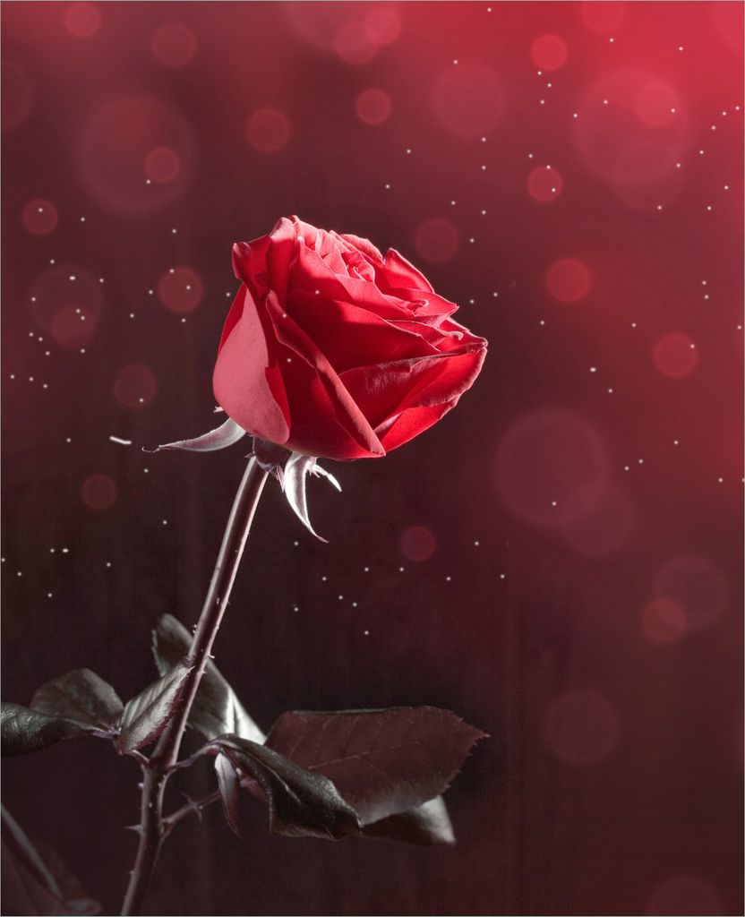 Wallario Sticker / Aufkleber für Kühlschrank / Geschirrspüler / Küchenschränke, selbstklebende Folie - 60 x 80 cm, Motiv: Rote Rose Single