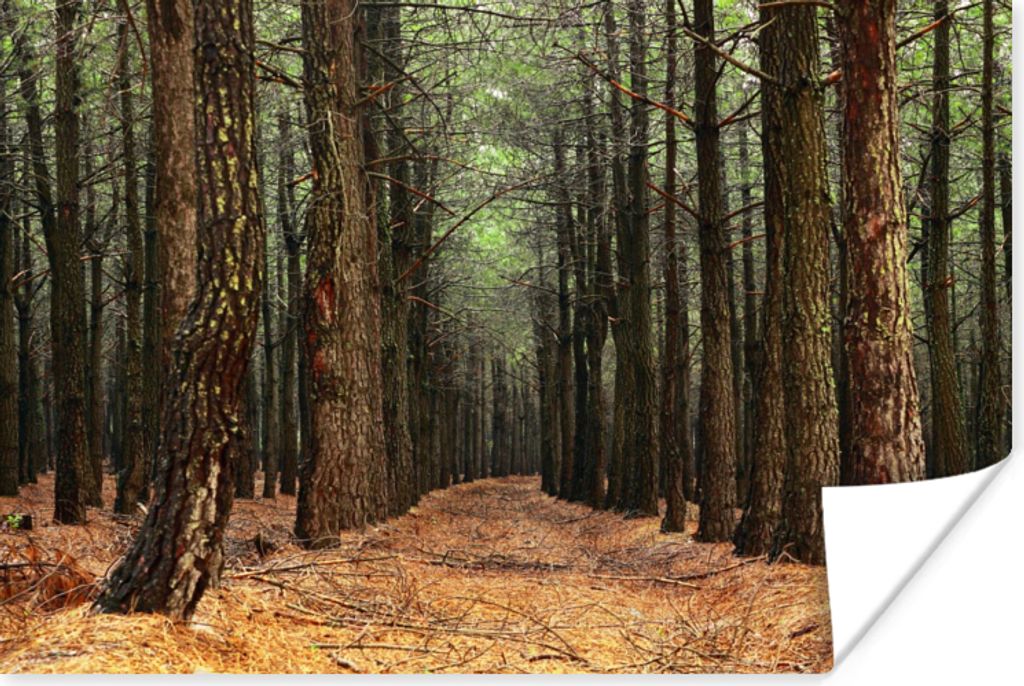 MuchoWow Poster Herbst - Dekoration - Wald 30x20 cm - Plakate - Print