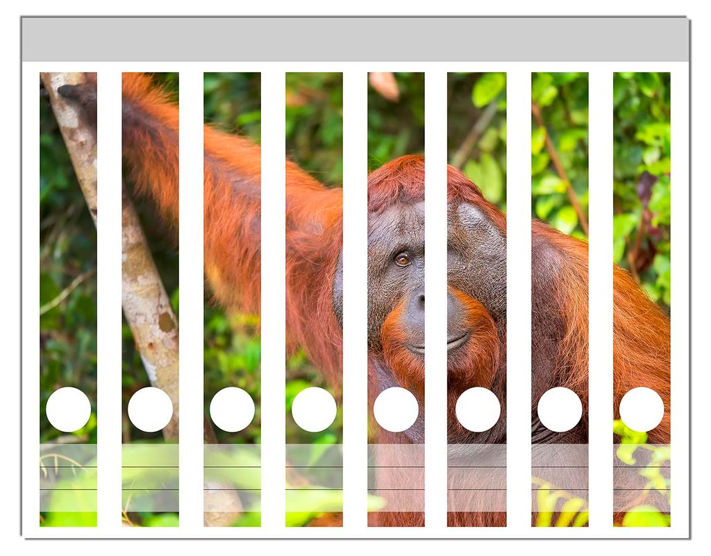 Wallario Ordnerrücken Sticker, selbstklebend für schmale Ordner, 8 Stück, Motiv Orang-Utan im Regenwald
