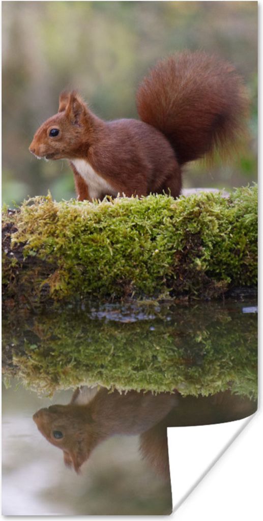 MuchoWow Poster Waldtiere - Wasser - Moos 60x120 cm - Wandschmuck