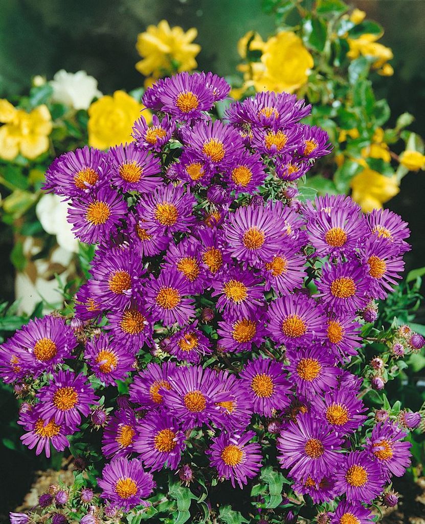 Aster novae-angliae 'Violetta', Herbstaster, violett, ca. Produktbild 