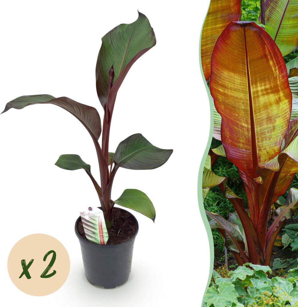 GreenboutiQ - Obstpflanze - Bananenpflanze - Ensete Produktbild 