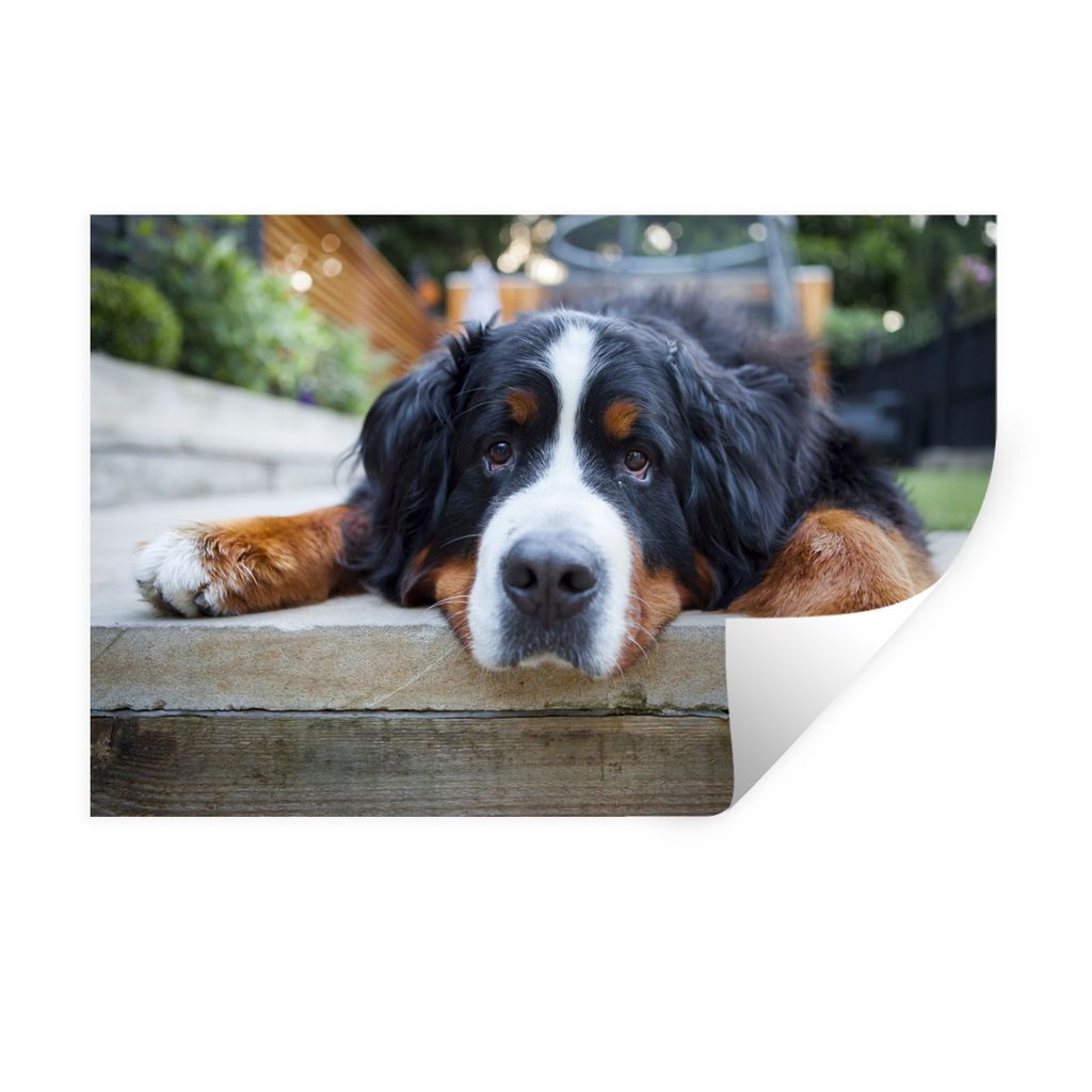 MuchoWow Wandtattoo Wandsticker Wandaufkleber Shady Berner Sennenhund 30x20 cm Selbstklebend und Repositionierbar - Wierderverwendbar - Selbstkle...