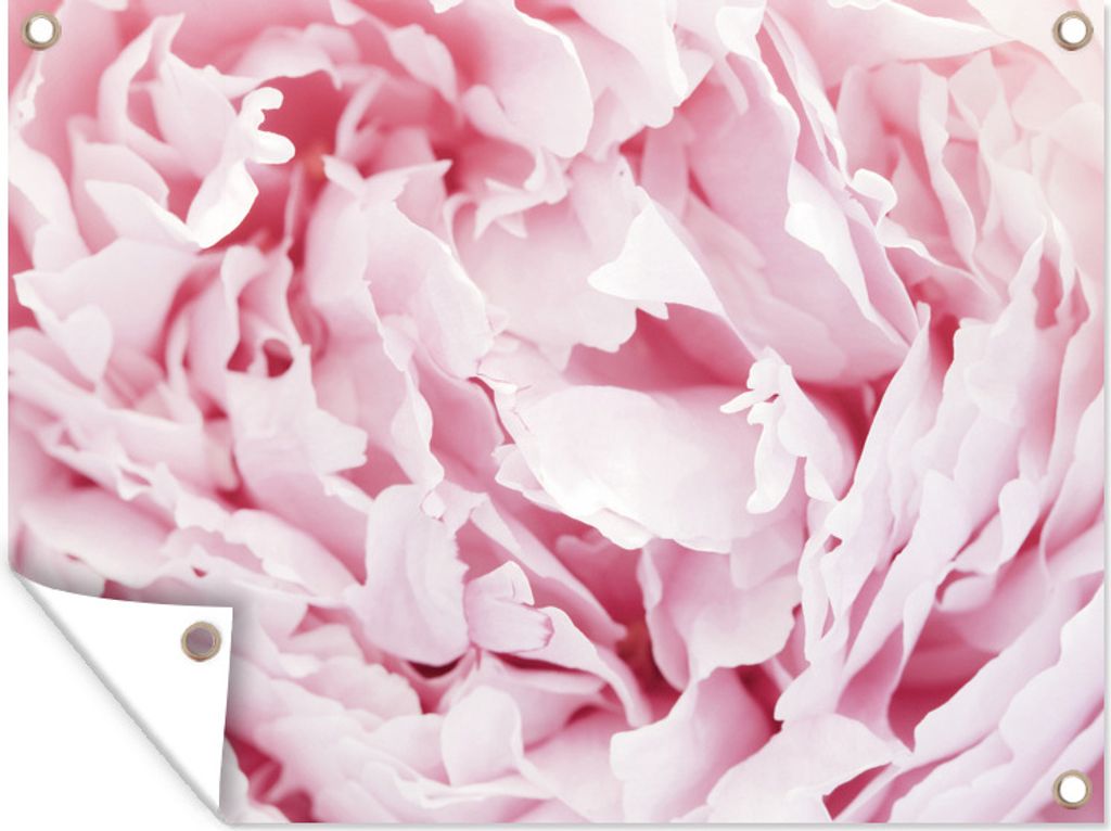 MuchoWow 40x30 cm Outdoor-Poster Gartendeko Sichtschutz Garten Poster für den Garten Nahaufnahme des Inneren einer rosa Pfingstrose