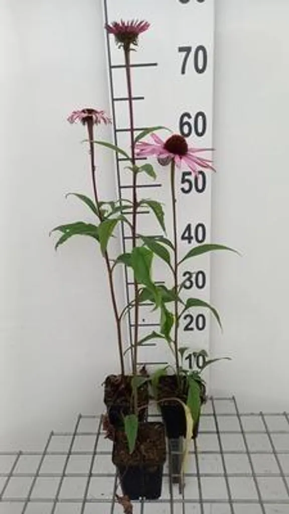 Plante Vivace Echinacée Pourpre Augustkönigin - Pack de 6 Godets 9cm