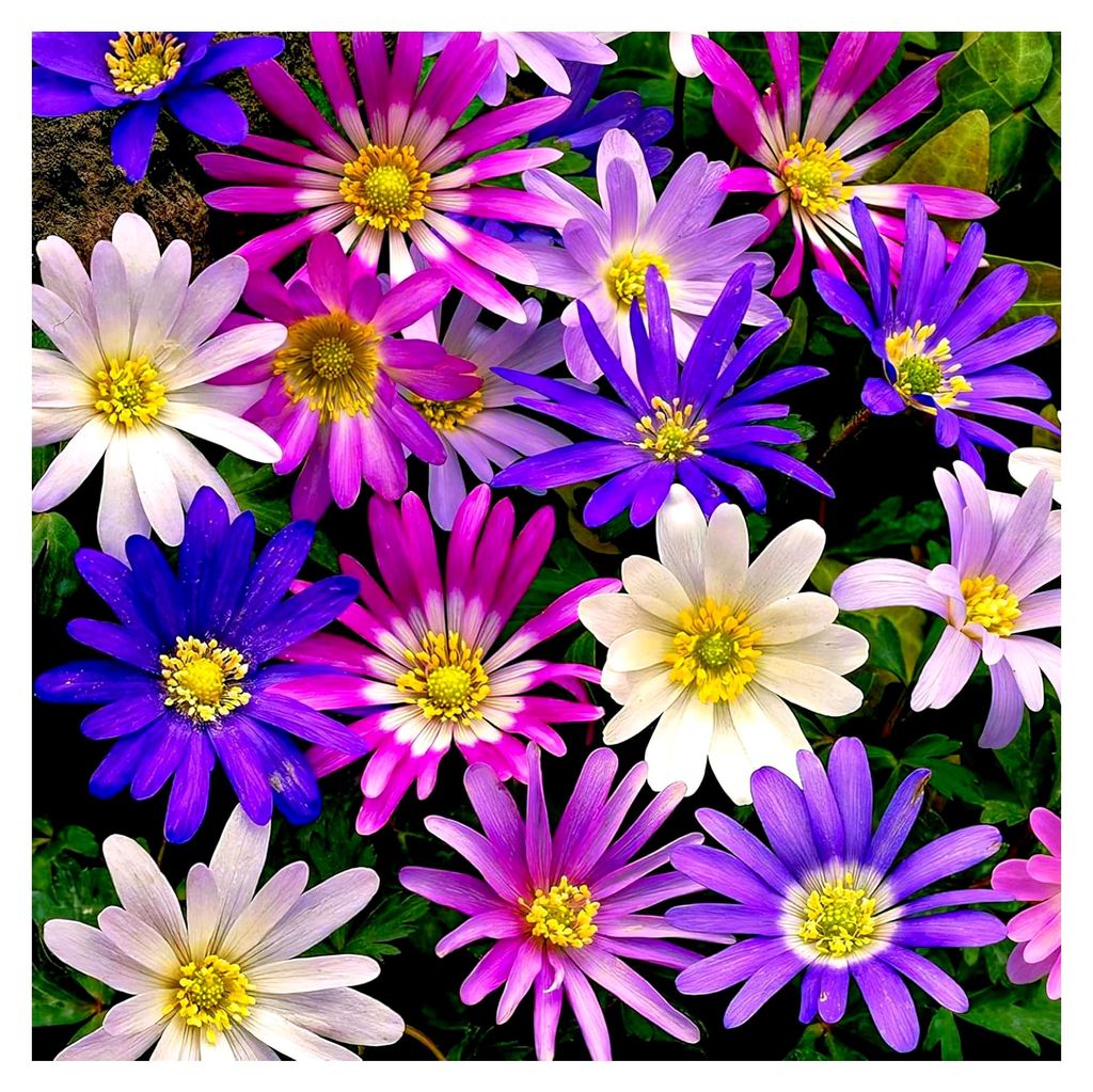 Winterharte Anemonen Zwiebeln Blanda - 50 Anemone Mix - Mehrjährige Blumenzwiebeln - Echte Pflanzen aus Holland - für Töpfe, Balkone und Garten