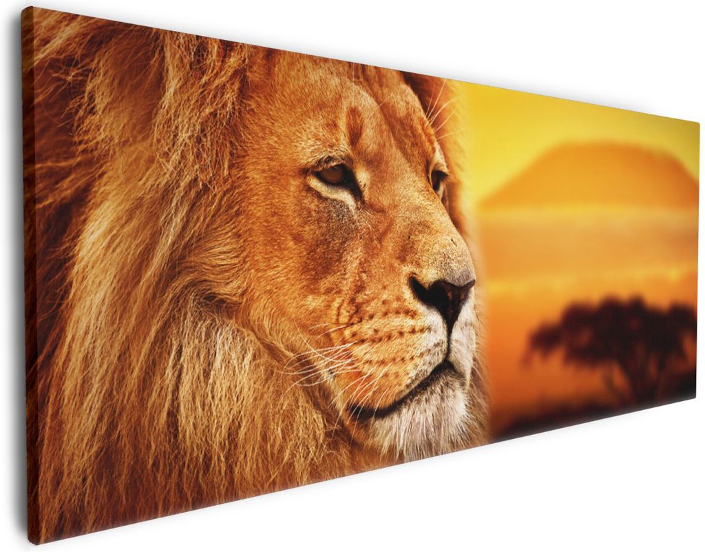 Wallario Premium Leinwandbild Prächtiger Löwe in der Savanne in Größe 80 x 200 cm