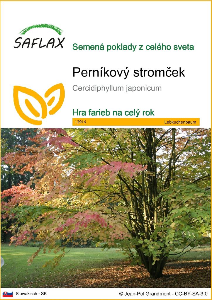 SAFLAX - perníkový stromček - Cercidiphyllum japonicum - Obrázok produktu 
