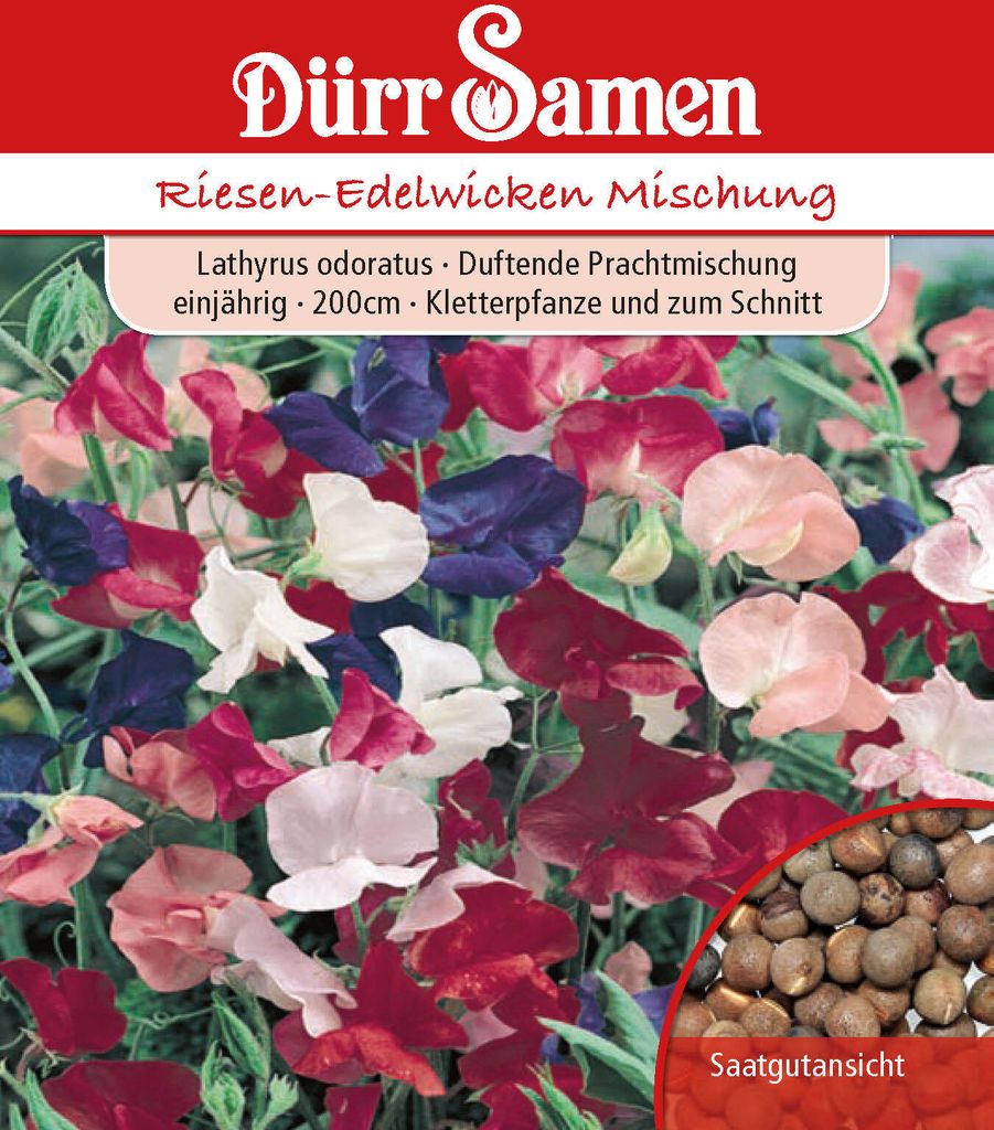 Riesen Edelwicke Mischung | Edelwickensamen von Dürr Samen