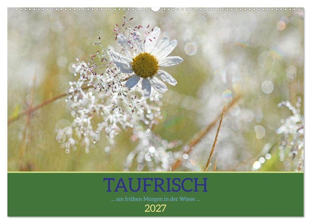 Taufrisch... am frühen Morgen in der Wiese (Wandkalender 2027 DIN A2 quer), CALVENDO Monatskalender