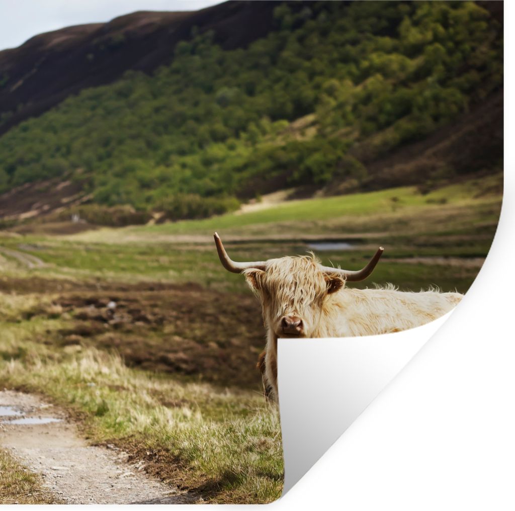 MuchoWow Wandtattoo Wandsticker Wandaufkleber Schottische Highlander - Pfad - Wald 100x100 cm Selbstklebend und Repositionierbar - Wierderverwend...