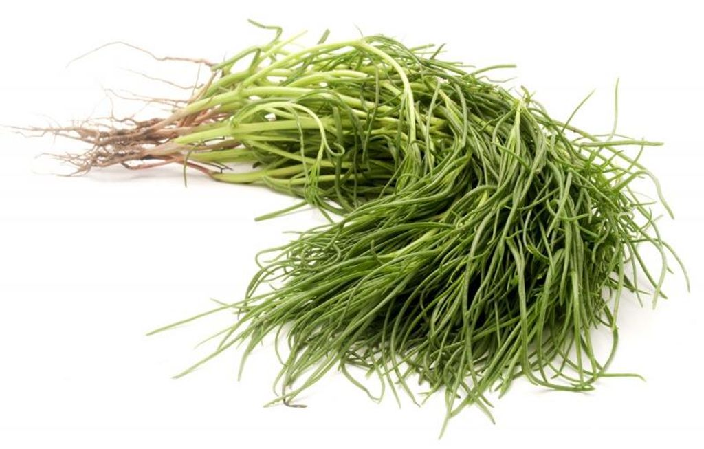 Agretti Salzkraut Samen 50 Stück Produktbild 