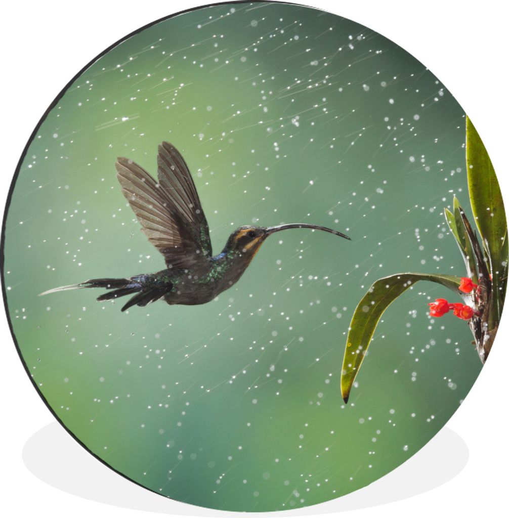 MuchoWow Aluminium Wandkreis Kolibri im Regen auf dem Lande in Costa Rica Ø 60 cm Wanddeko Modern Wohnzimmer - Wand Kreis - Wandbild - Schlafzim...