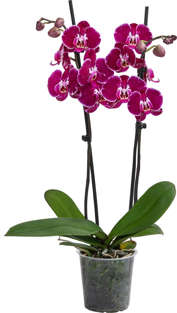 Dehner Schmetterlingsorchidee Binty, Phalaenopsis cultivars, zweitriebig, dunkelrot-pinke Blüten, 50 cm inkl. Pflanztopf, Ø Topf 12 cm, Zimmerpfl...