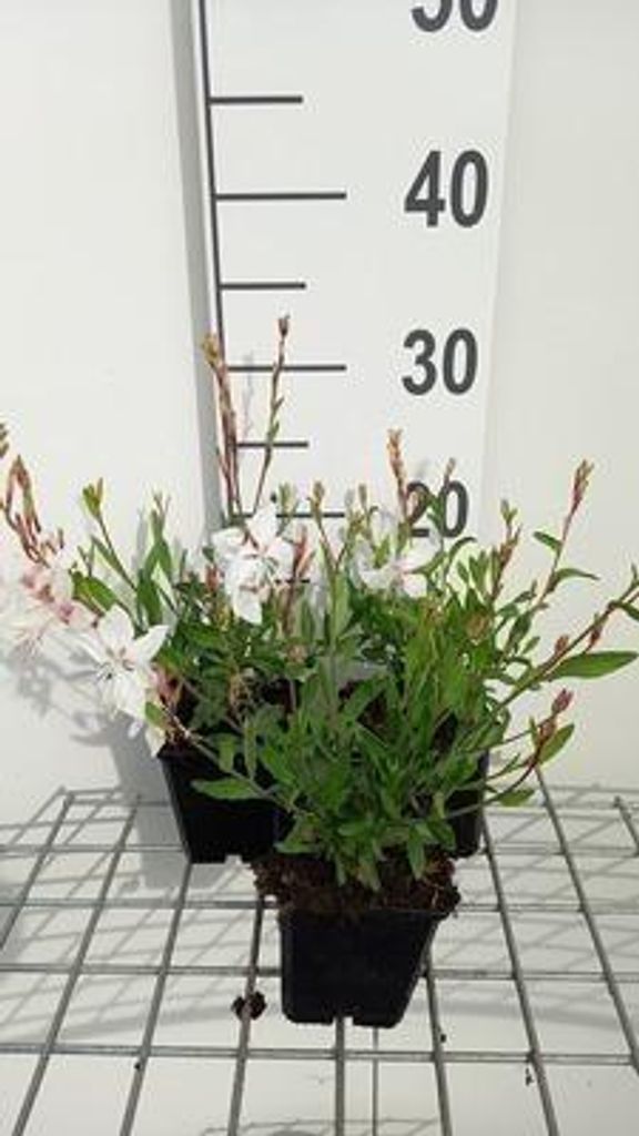 6 x Gaura lindh. 'White Dove'( oenothera lindh.) - Gaura - Topf 9 x 9 cm